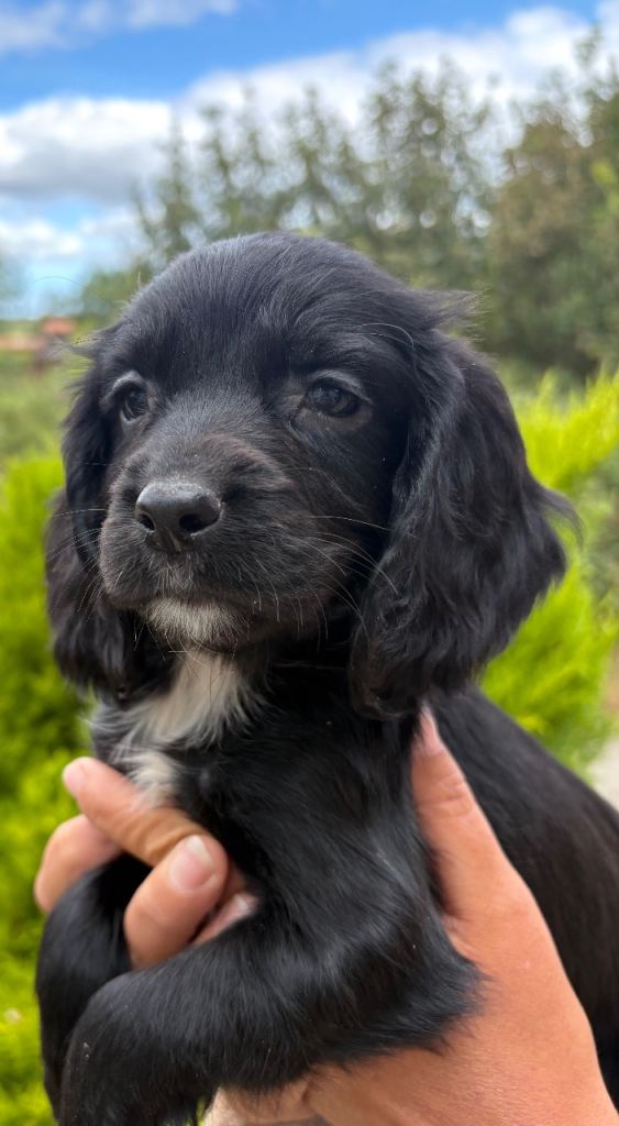 Beautiful Sprocker puppies