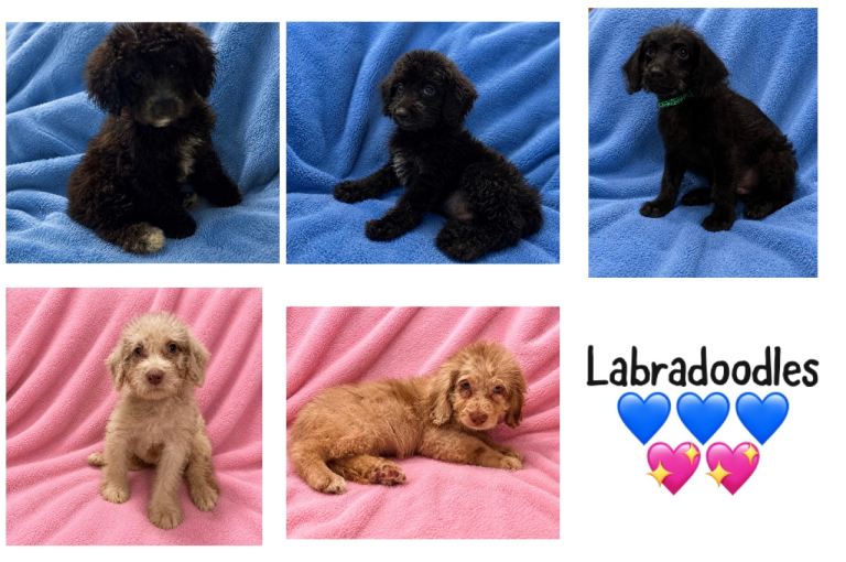 Labradoodle puppies