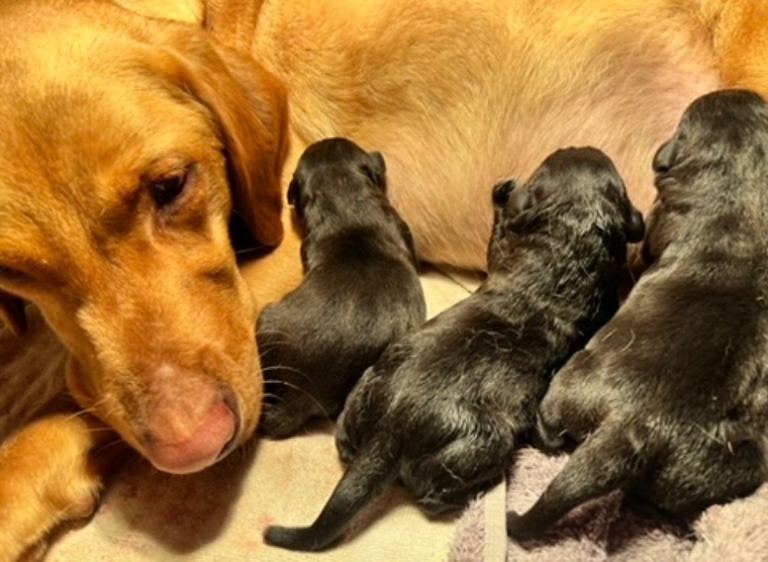 Beautiful black chunky labrador puppy’s 