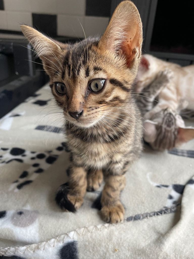 Bengal kitten - TICA registered
