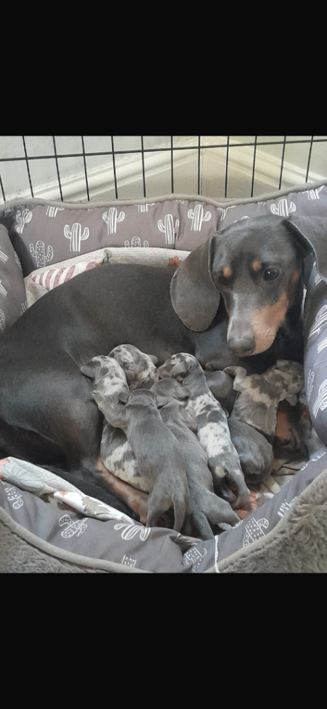 Dash hound puppies 