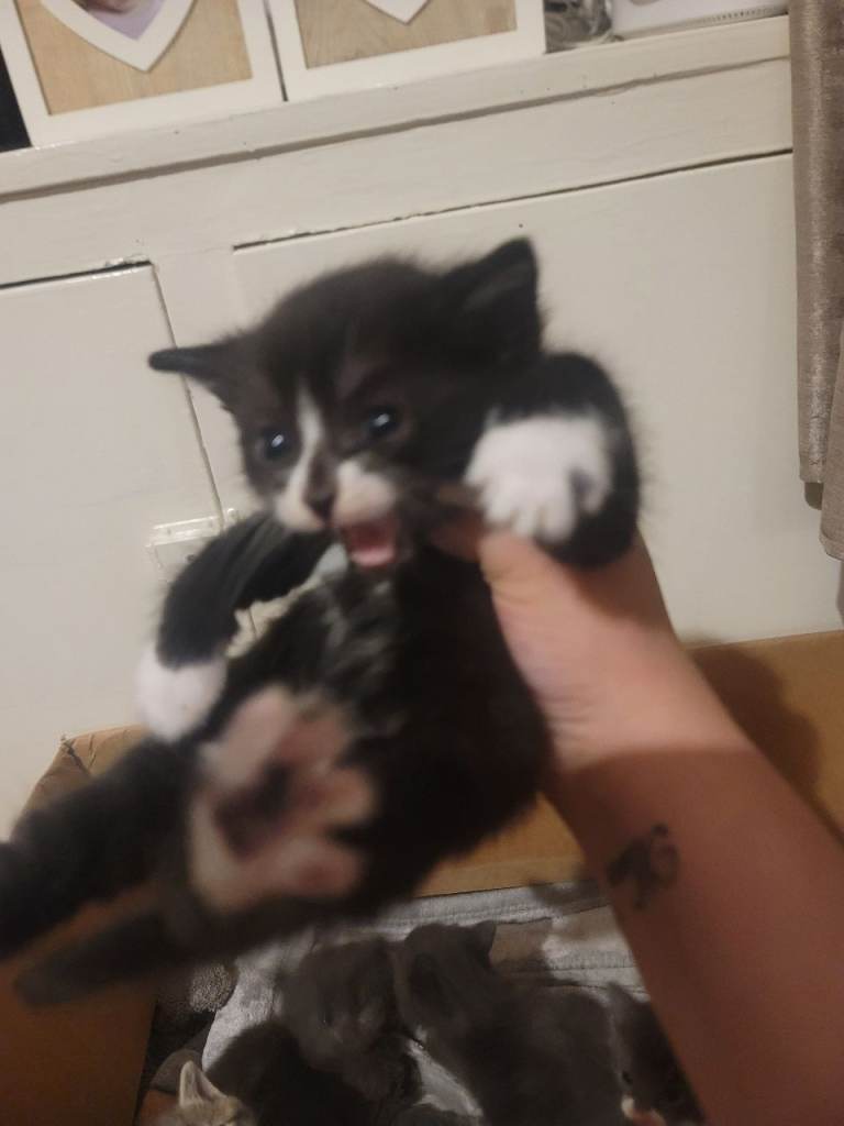 Black & White kittens