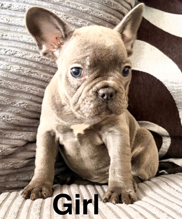 Blue French bulldog puppies 8 weeks old 