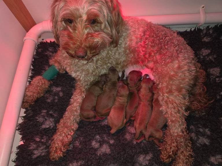 FULLY HEALTH TESTED COCKAPOO 
