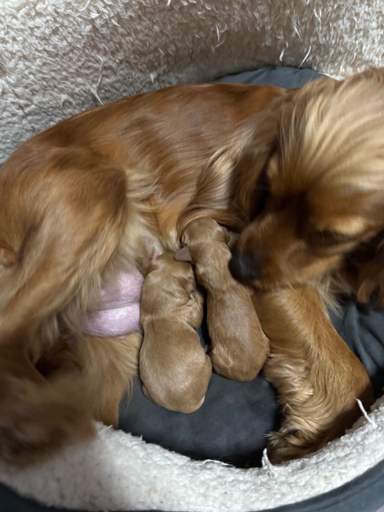 Adorable cocker spaniel girl puppies ❤️🐾