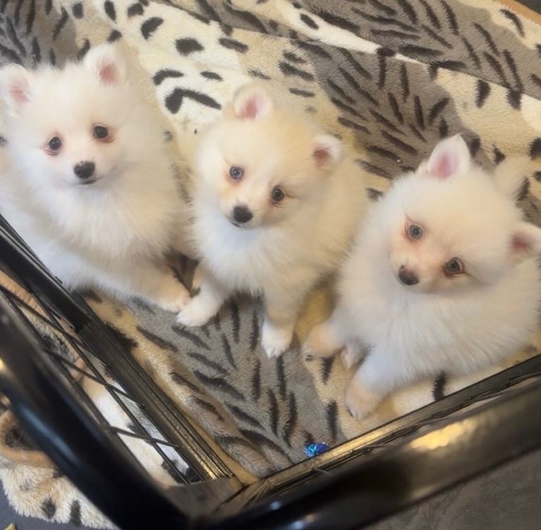 Pomsky pups READY TO LEAVE