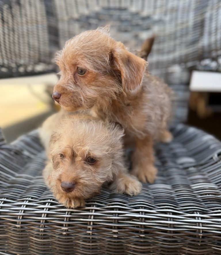 Miniature jackapoo puppies 2 little boys left 