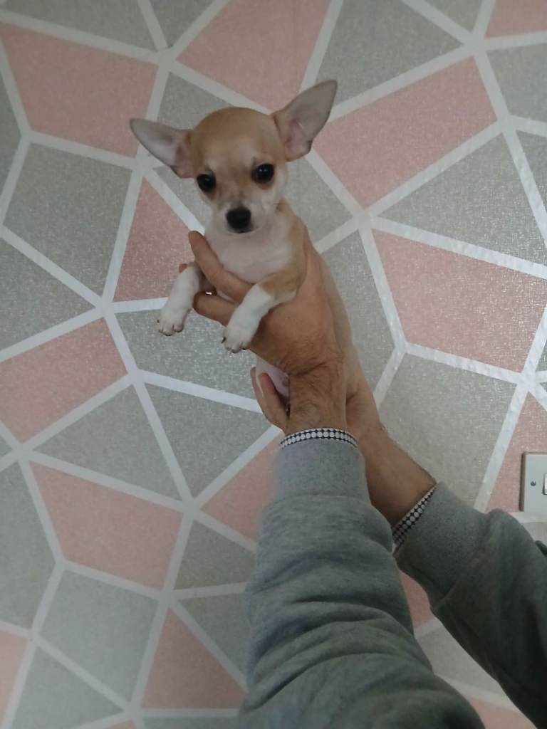 Chihuahua puppy boy £ 850