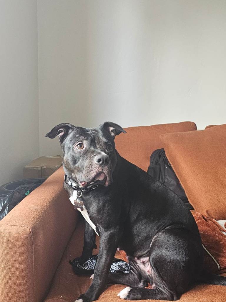 Dog for sale