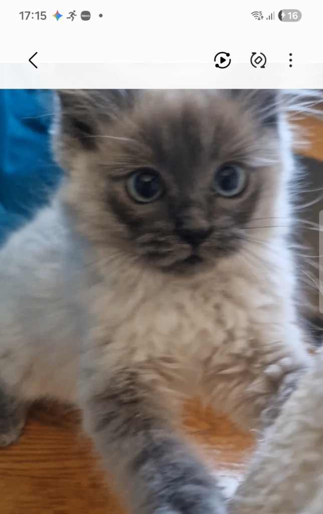 Pure Ragdoll Kittens 