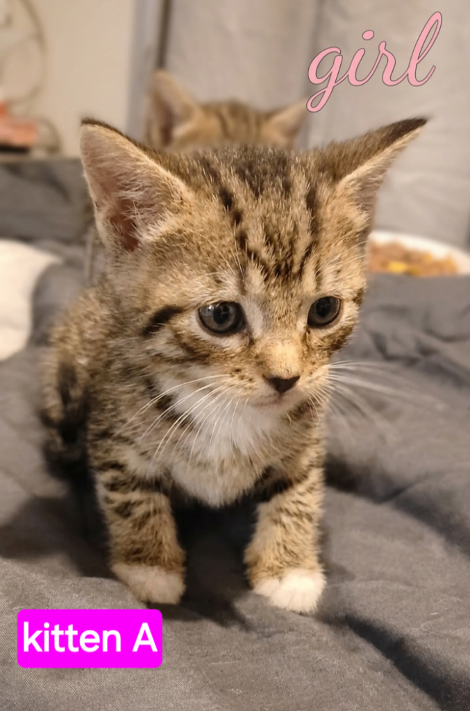 kittens for sale 