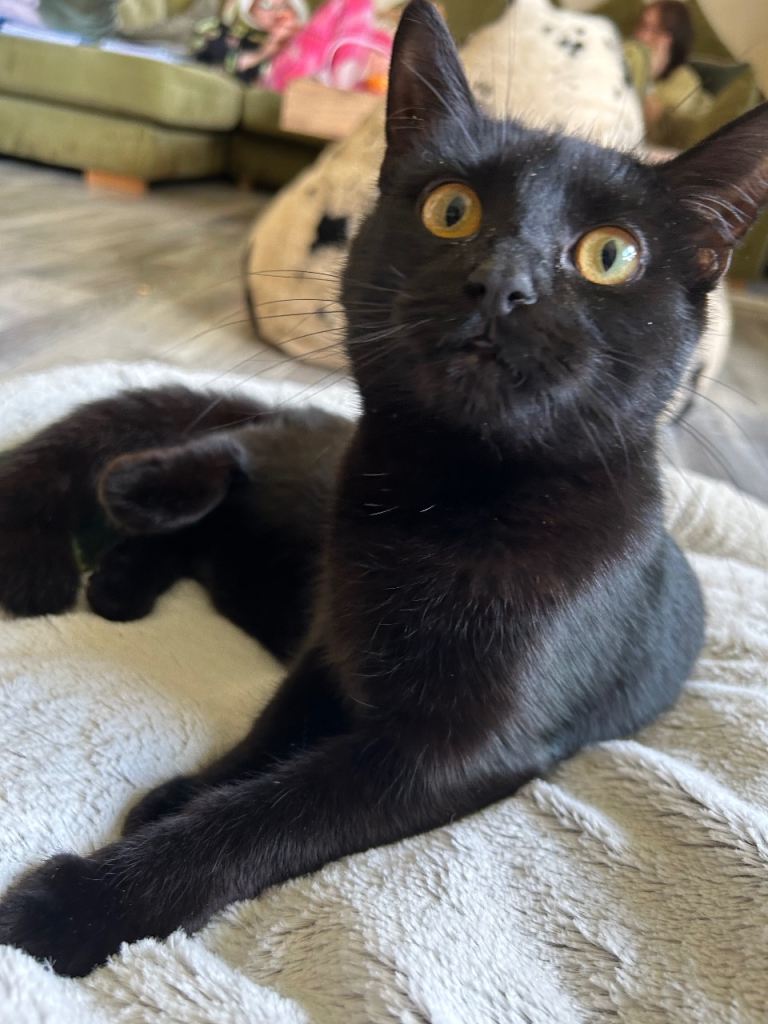 15 month old beautiful female black cat