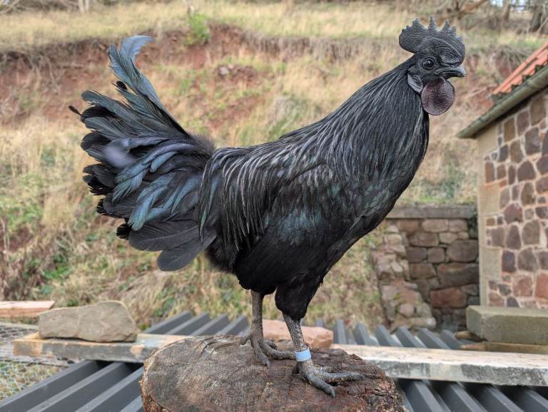 Part-time poultry caretaker/hen sitter (East Linton, East Lothian)