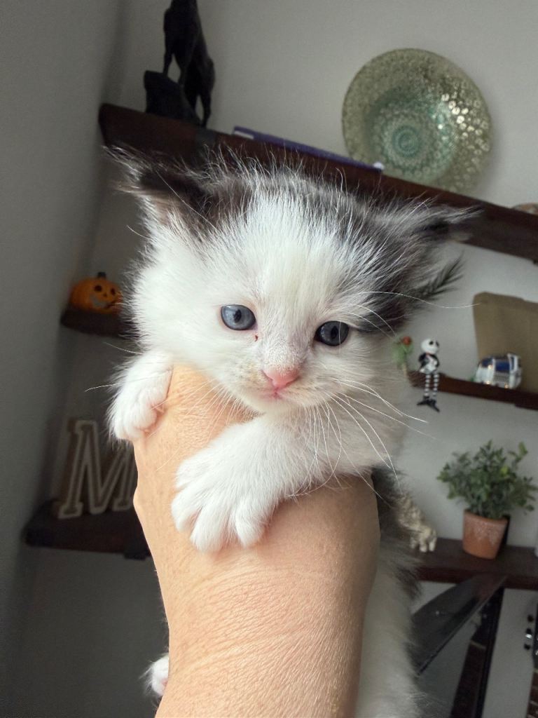 Two very cute male kittens 