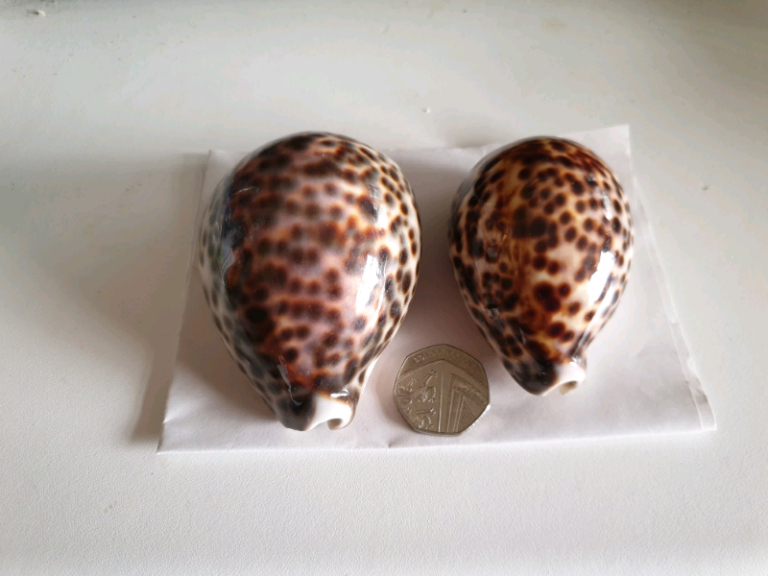 Shells (COLLECTIBLE)