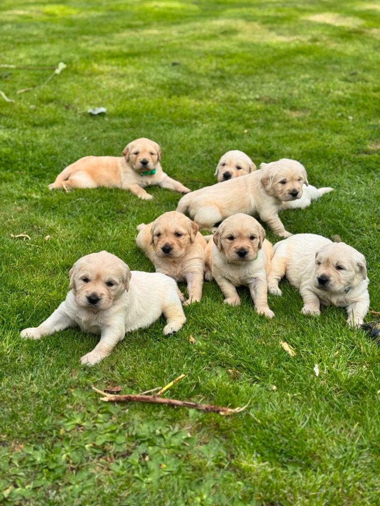 🐾 Beautiful Pure-Bred Golden Retriever Puppies – KC Registered Parents 🐾