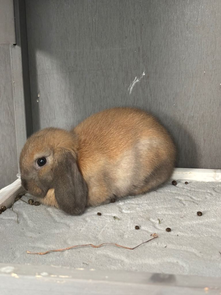 8 week old rabbit 
