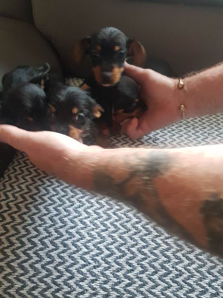 Miniture Dorky puppies (dachshund x miniture yorkie)