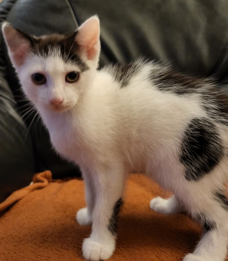 2 kittens for sale, 1 male 1 female