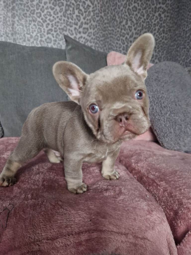 Isabella frenchie boy 