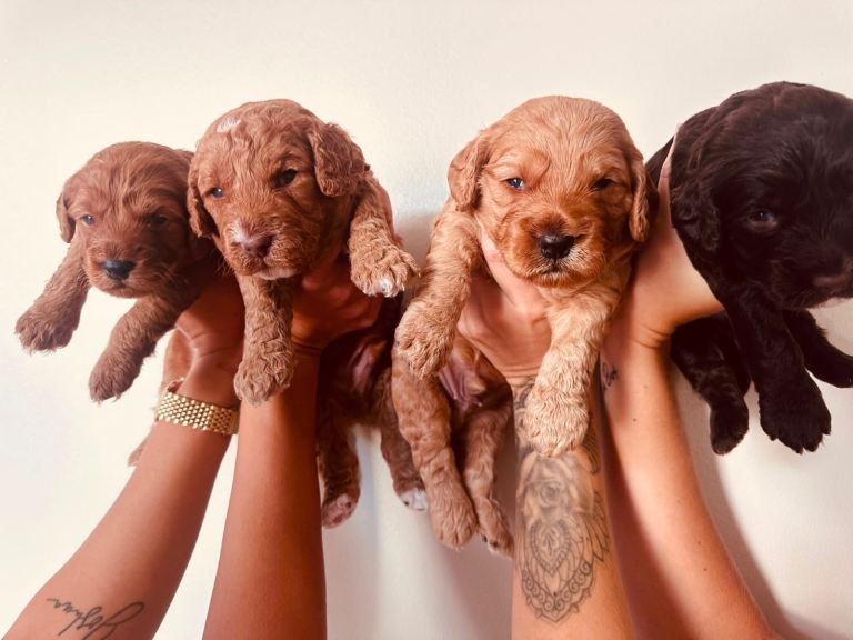 Beautiful litter F2 miniature cockapoo puppies 