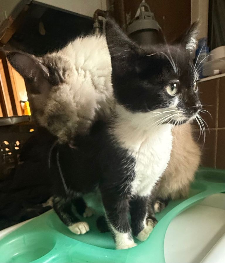 Kittens for sale