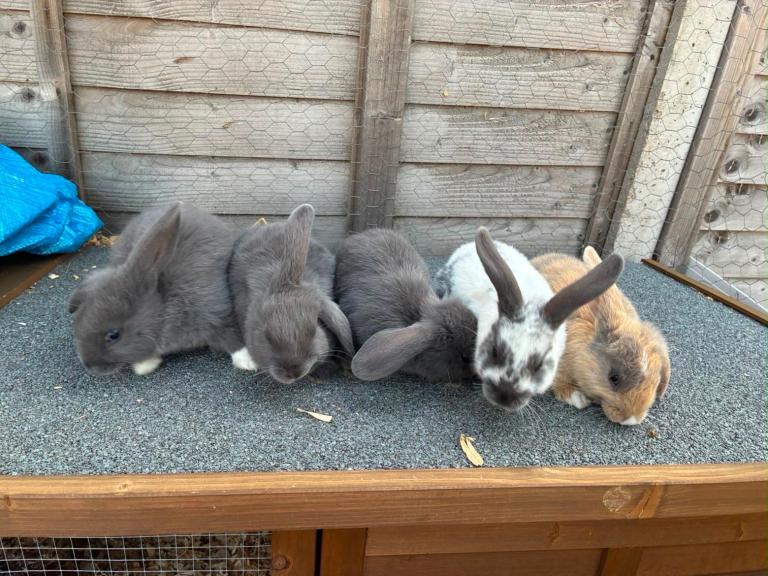 5 x bunnies mini lop x READY NOW 