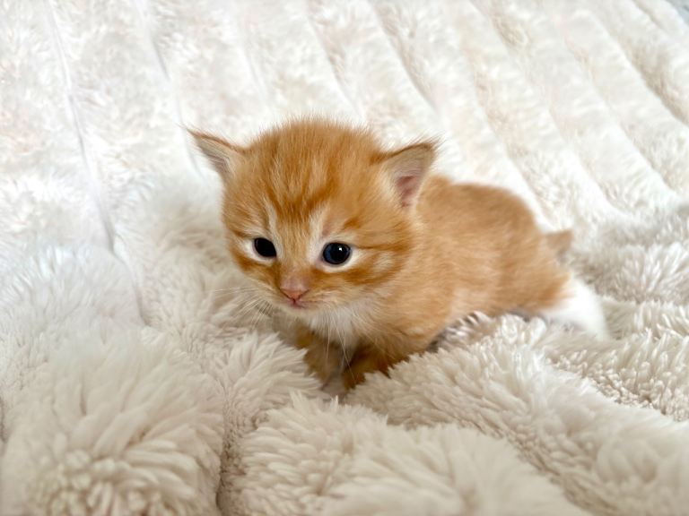 5 Beautiful Female Kittens 