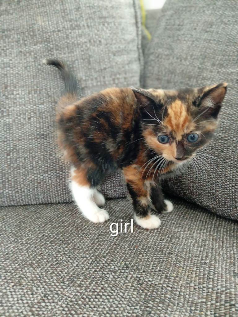 1 beautiful kitten for sale 