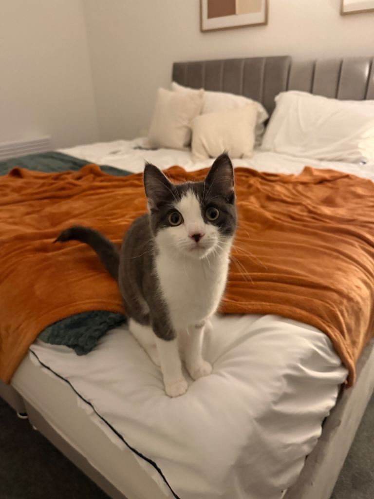 Kitten