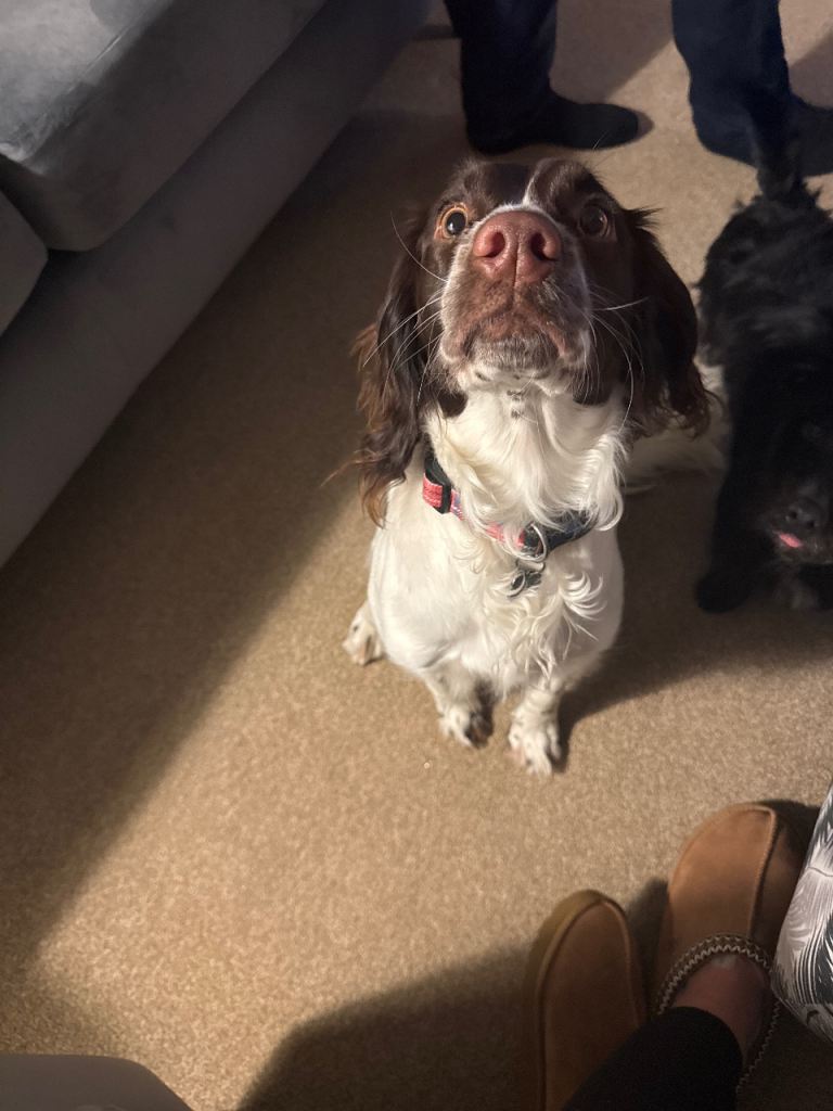 English Springer Spaniel 
