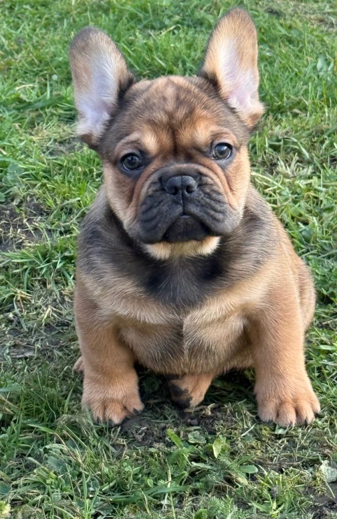 French bulldog 