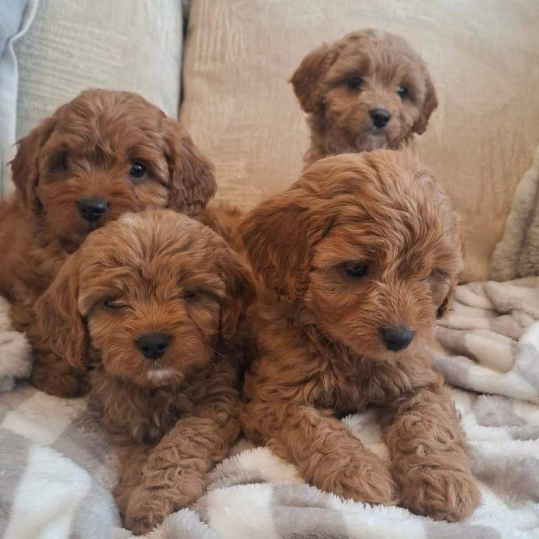Cavapoo puppies 