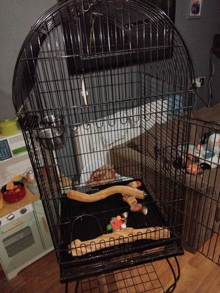 Bird cage 