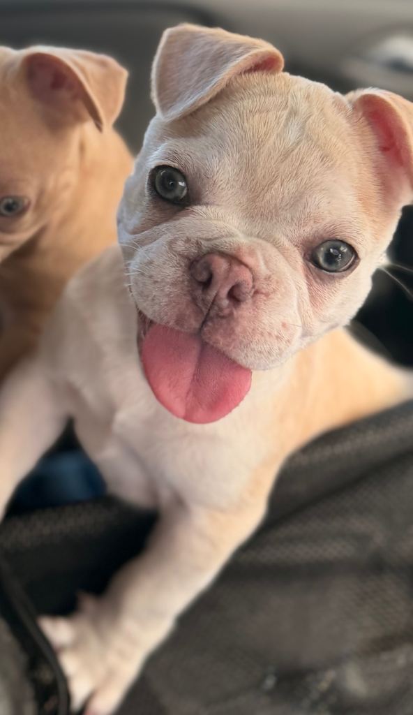 Boxer cross frenchie puppies £1100 each. 