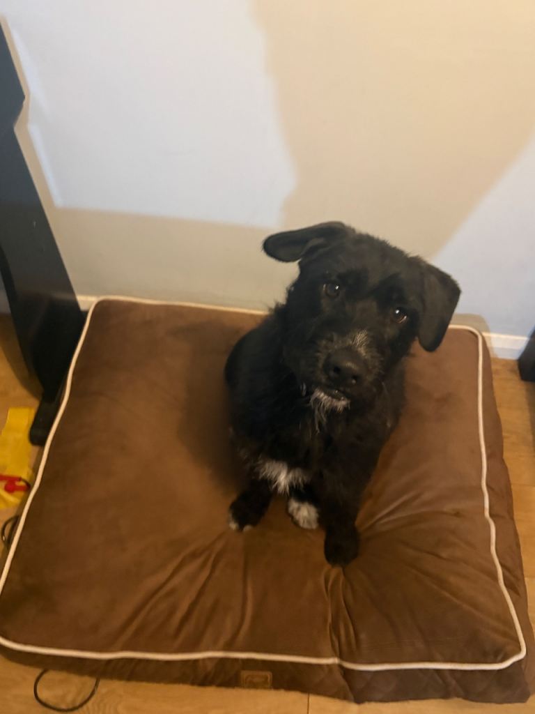 To a loving home for £250