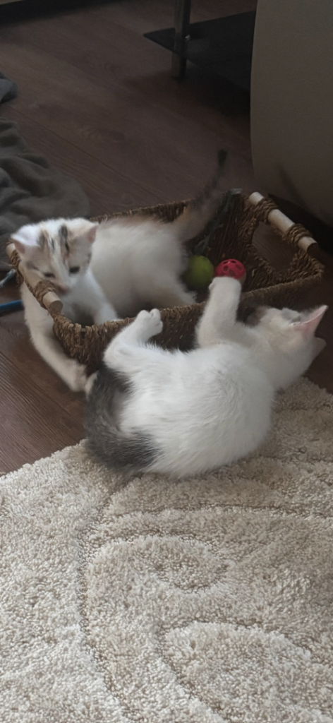Last2 Kittens left one Girl one  boy