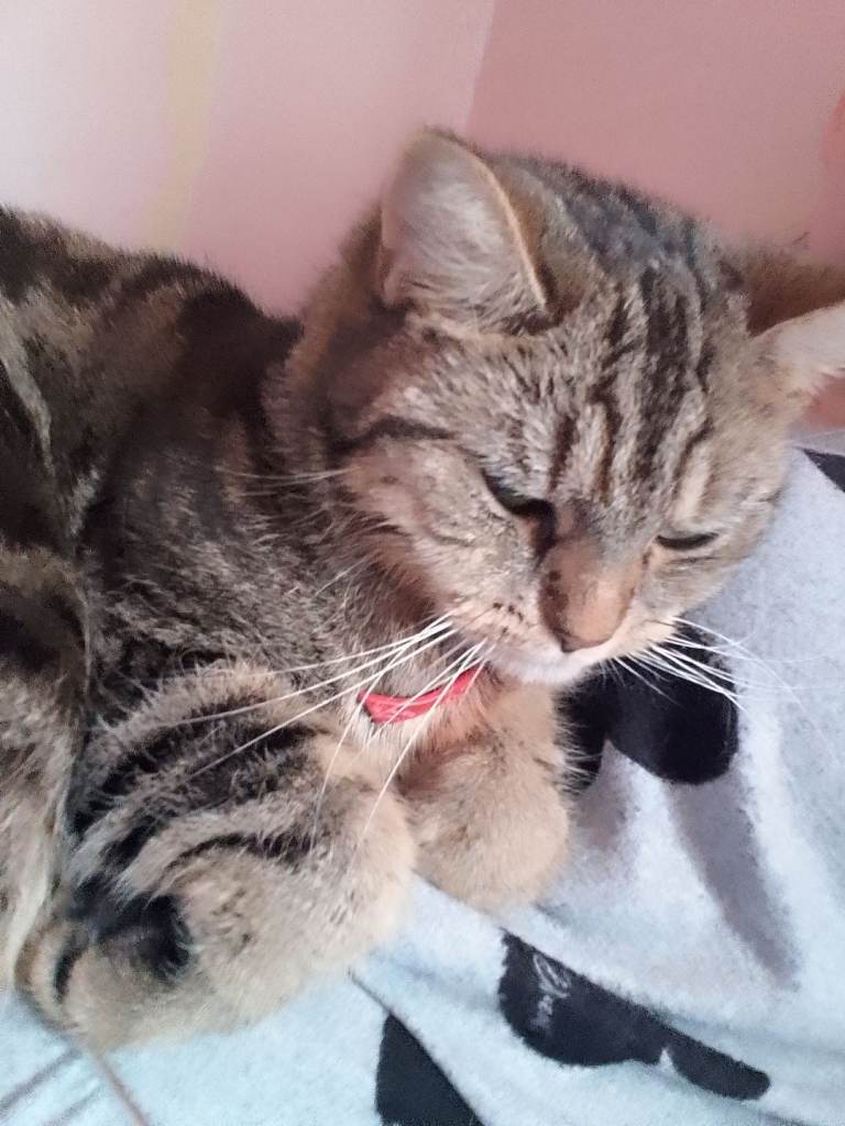 2 tabby cats for sale