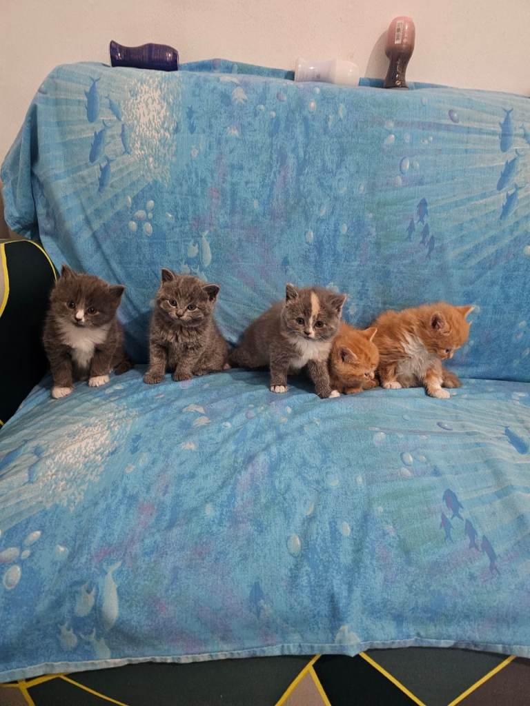 British shorthair 
