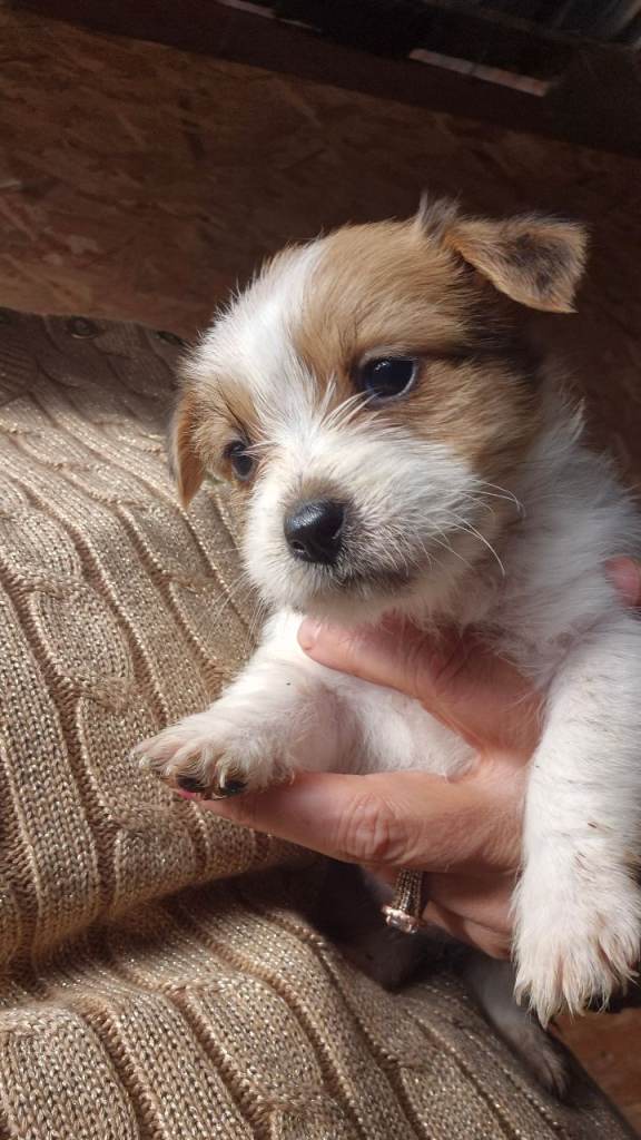 Jack russel  puppies 