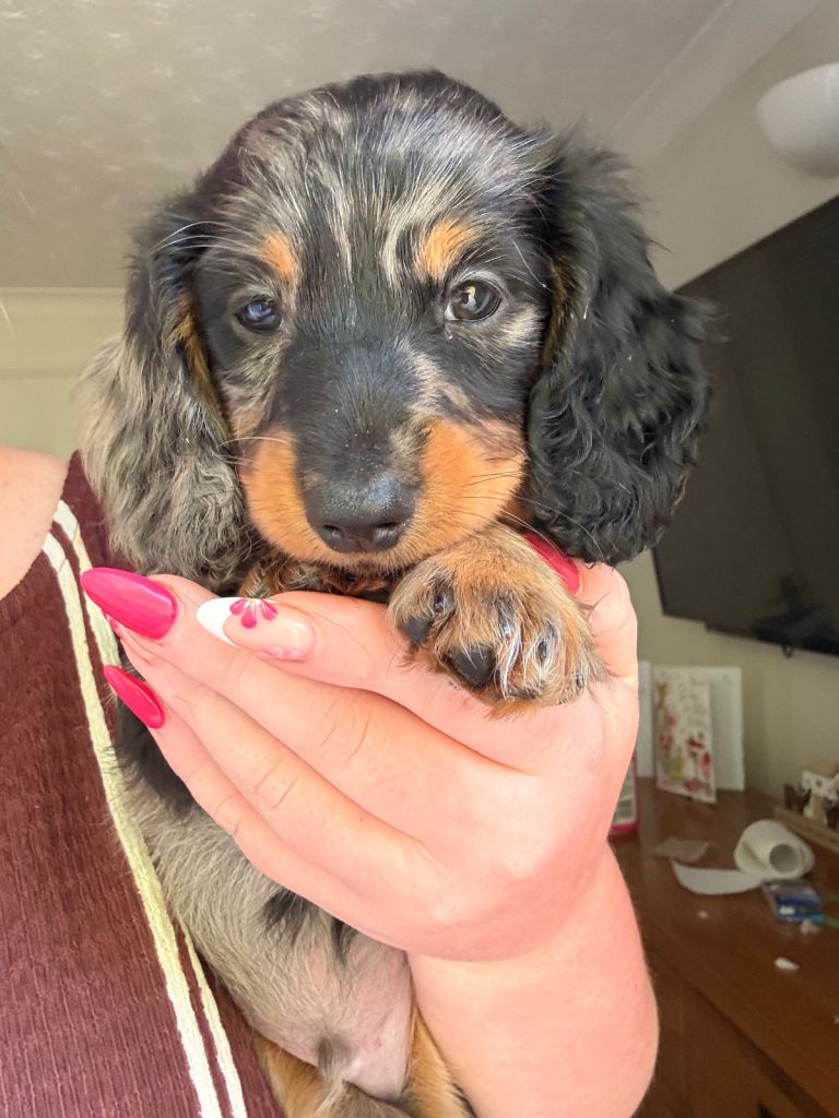 Miniature Dachshund puppies 