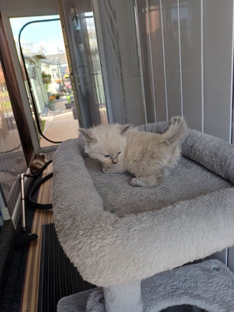 Ragdoll kittens 
