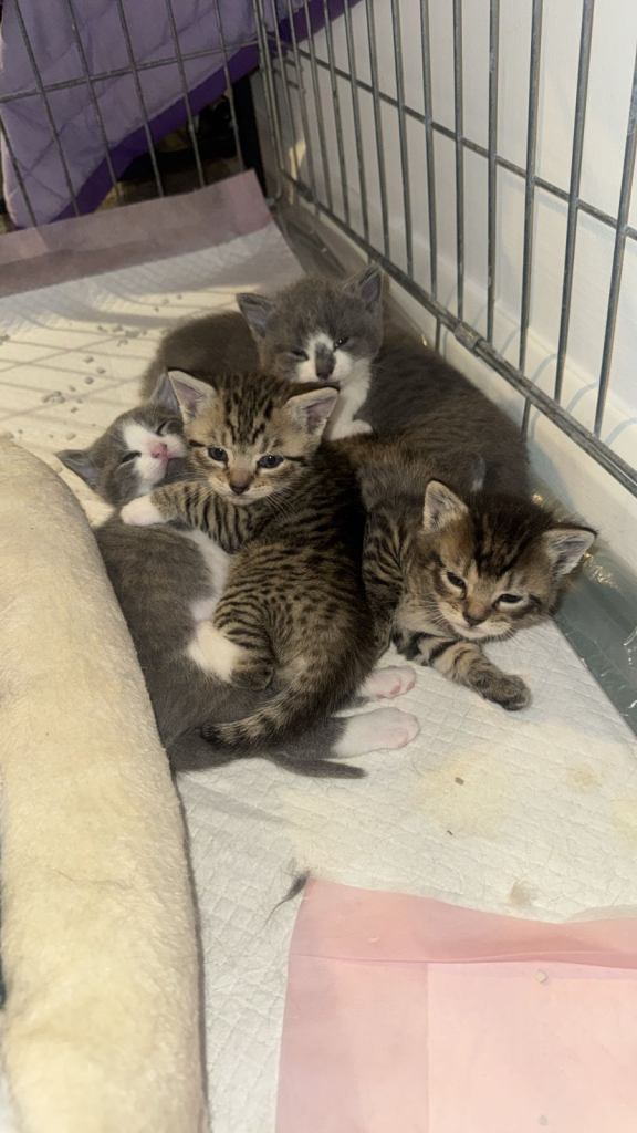Kitten