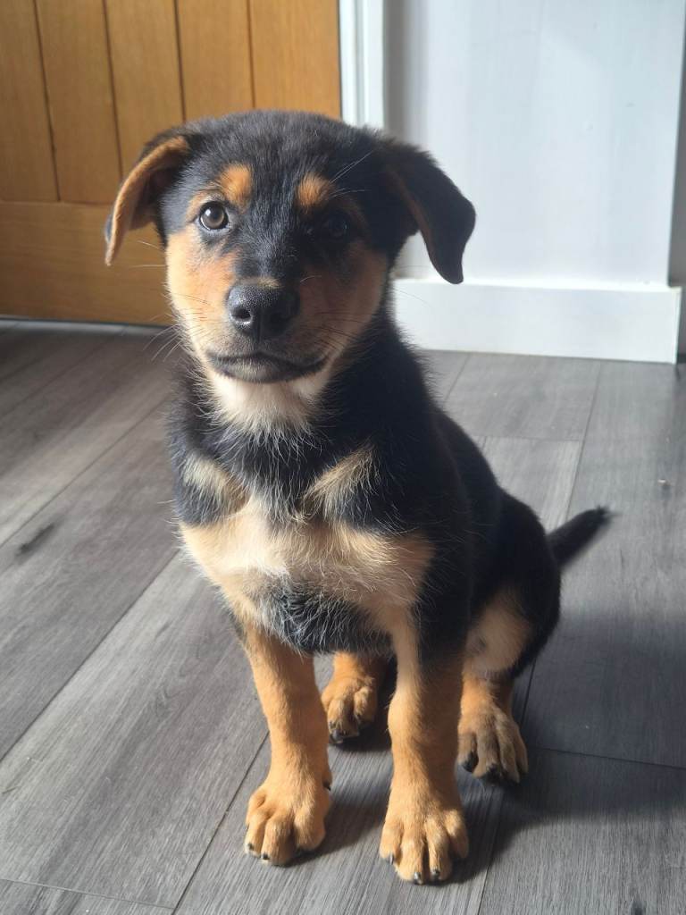 Rottweiler  x White Swiss Shepherd
