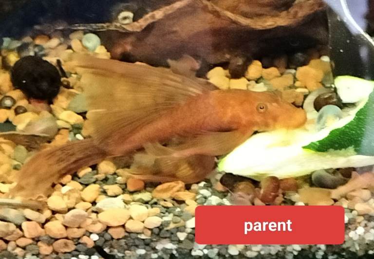 Long fin super red plecos 3 - 4 cm Costessey NR5 0PX 