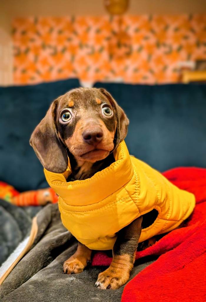 Miniature Dachshund - boy