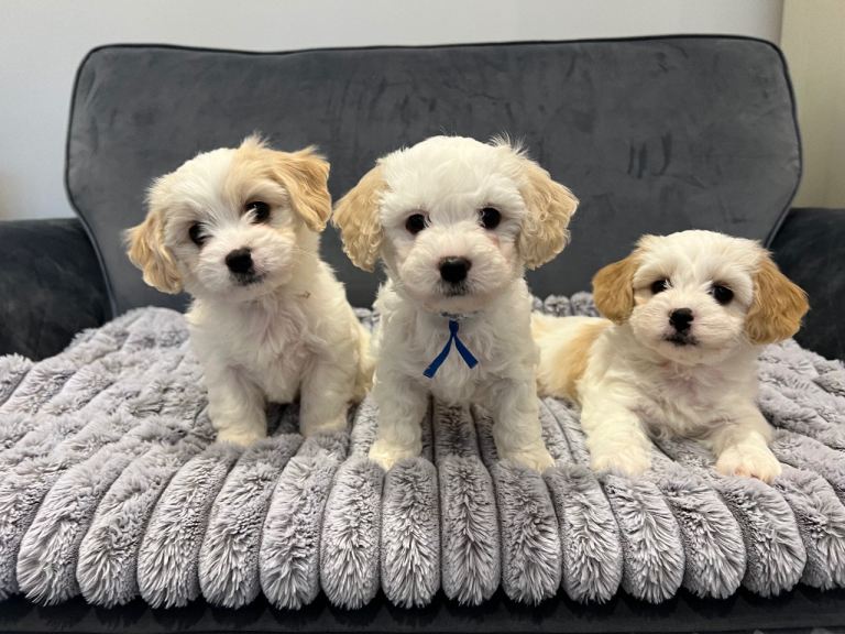 🐶 Adorable Cavachon Puppies for Sale! 🐾