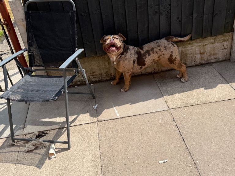 Old English bulldogee 