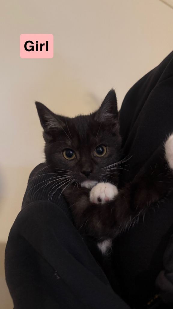 Gorgeous kittens ready for their forever homes