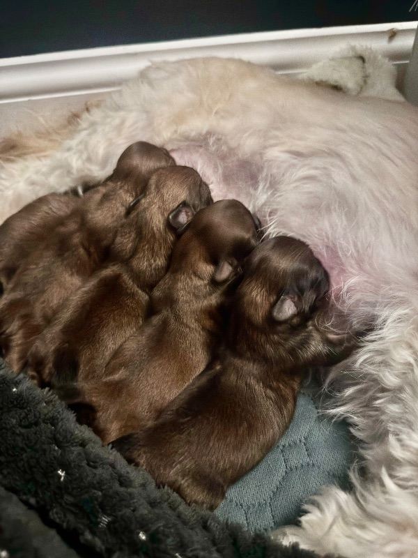 Shih Tzu Puppies 